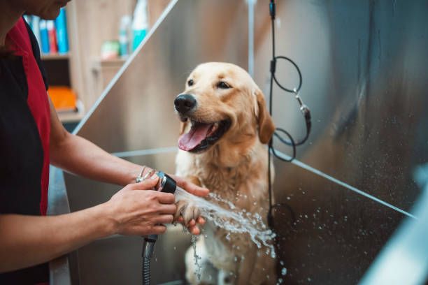 Pet baths _0