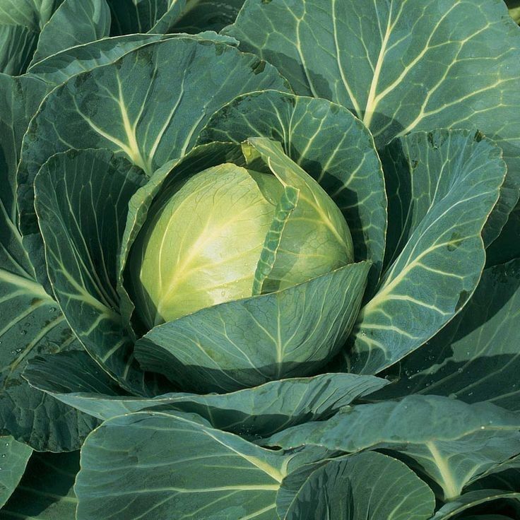 Cabbage _0