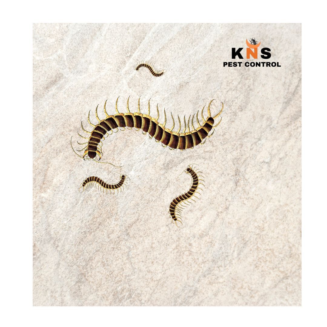 Centipede (Scolopendra) Treatment _0