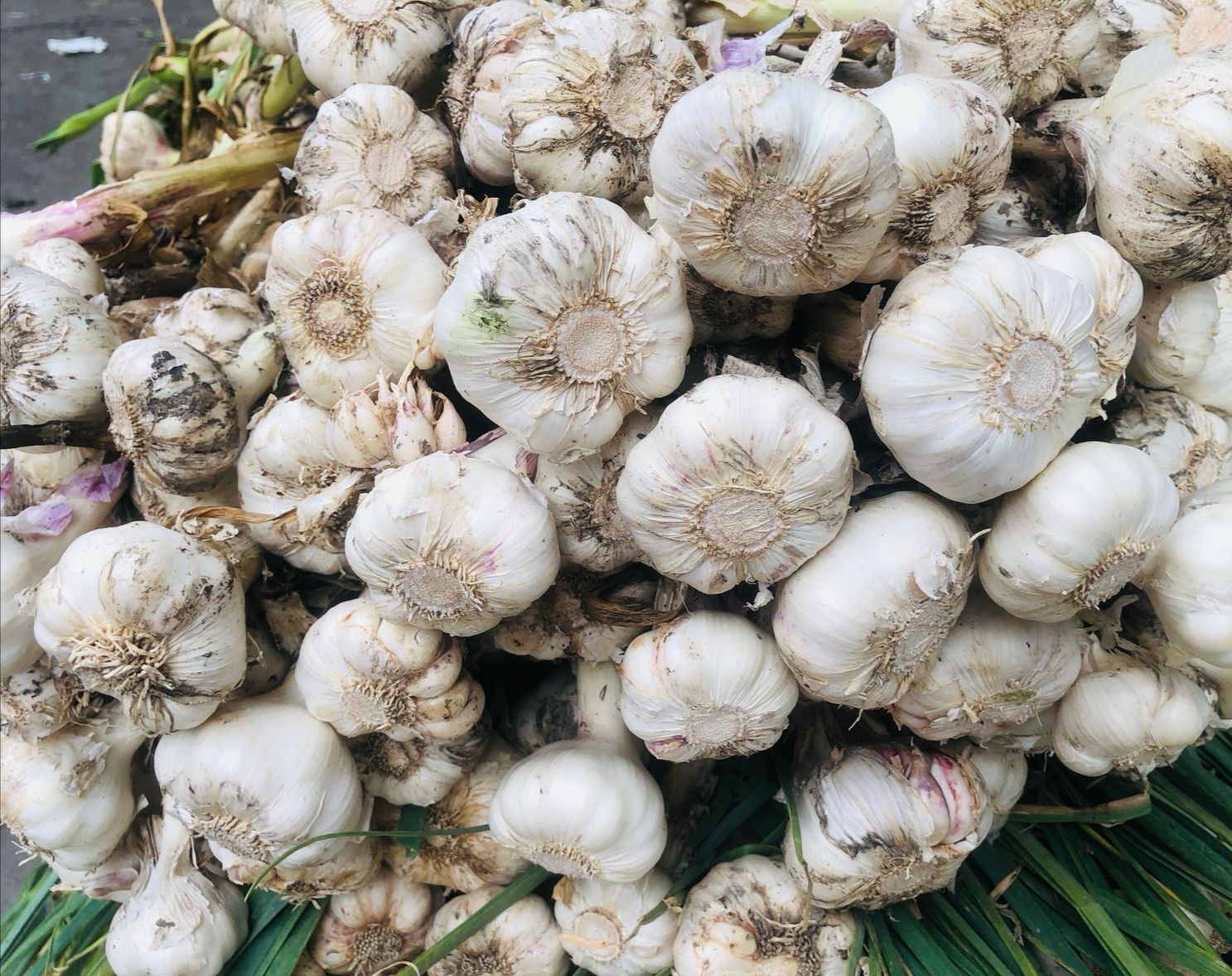 ثوم أخضر عراقي _0