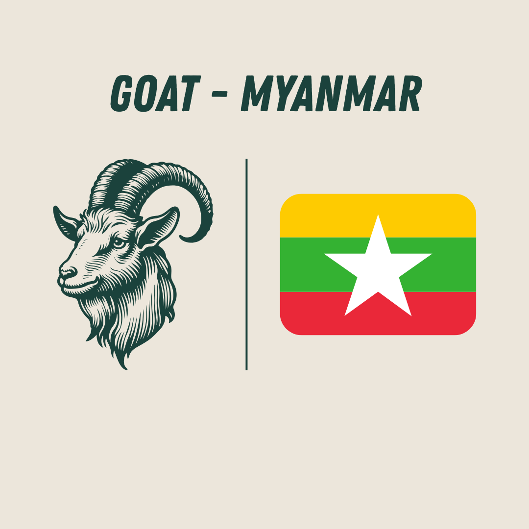 [Myanmar] - Goat_0
