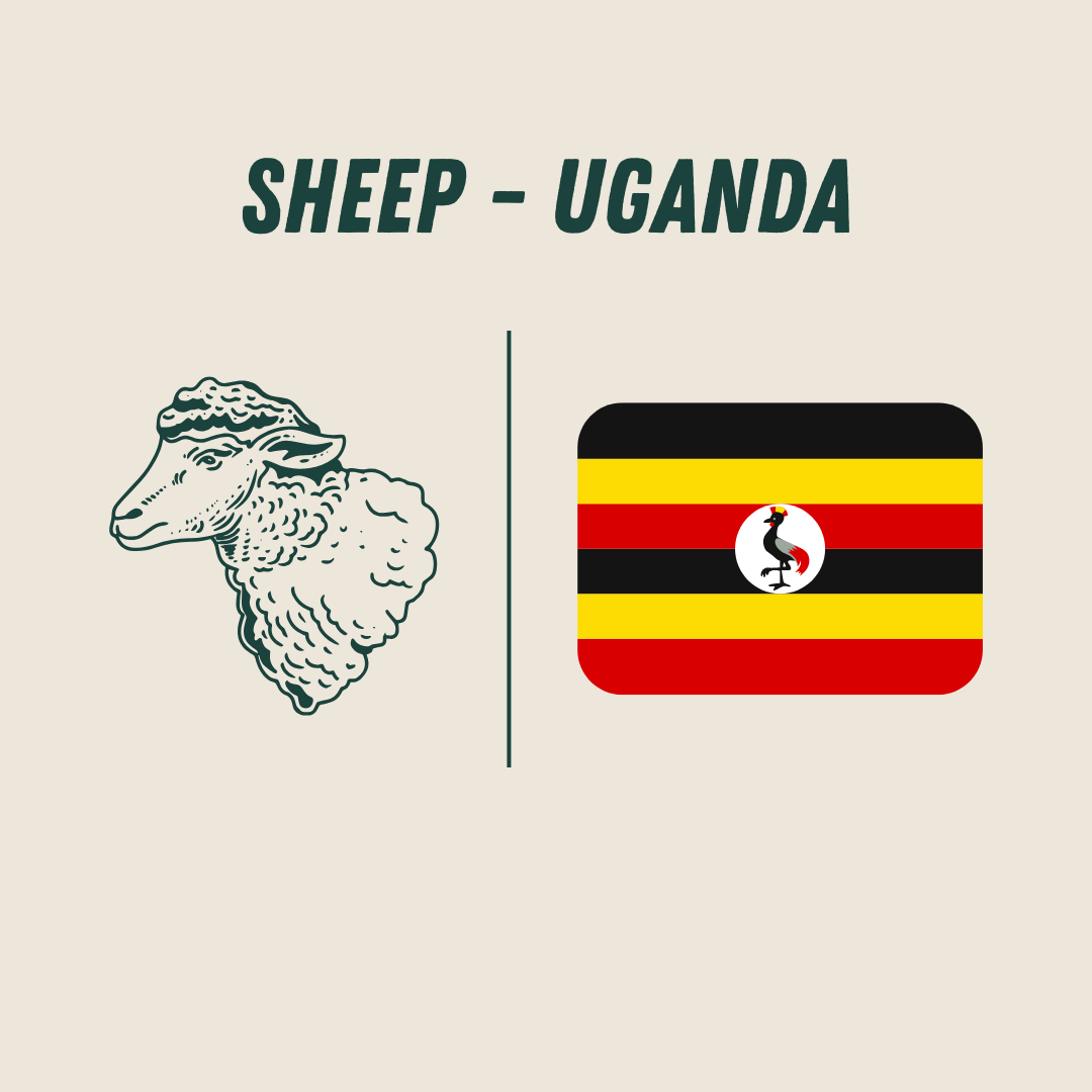 [Uganda] - Sheep_0