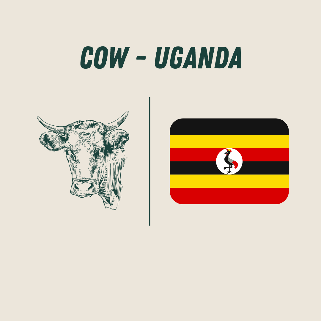 [Uganda] - Cow_0