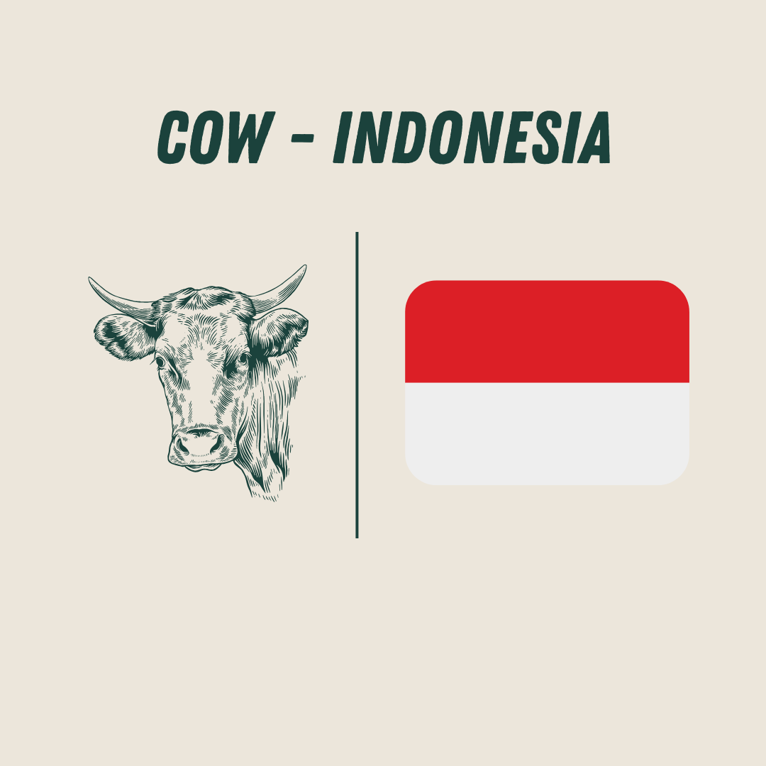 [Indonesia] - Cow_0