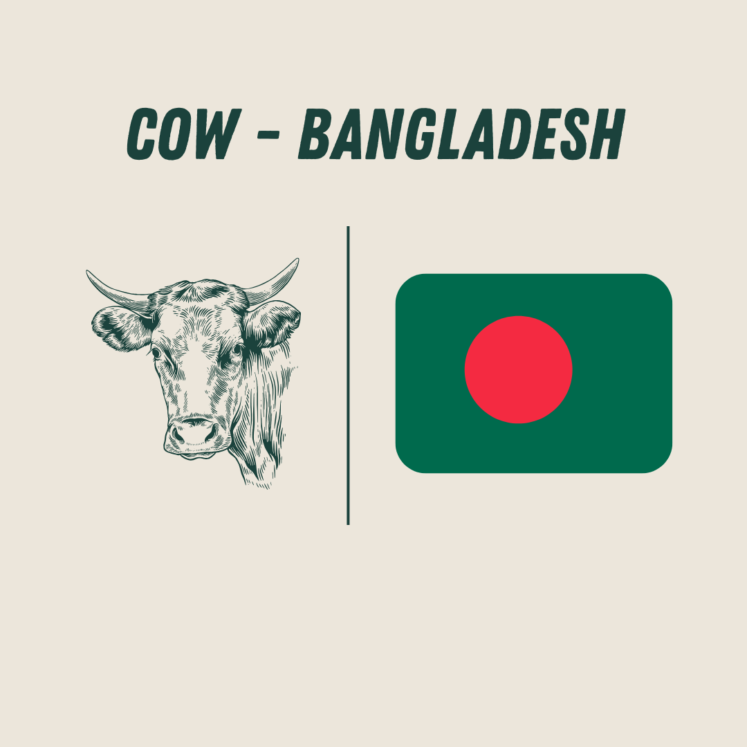 [Bangladesh] - Cow_0