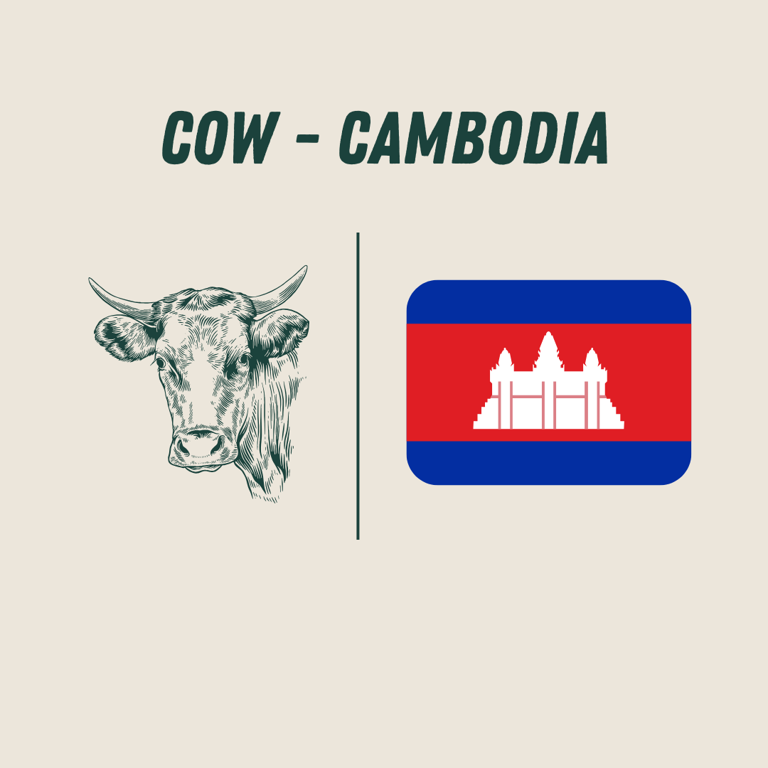 [Cambodia] - Cow_0