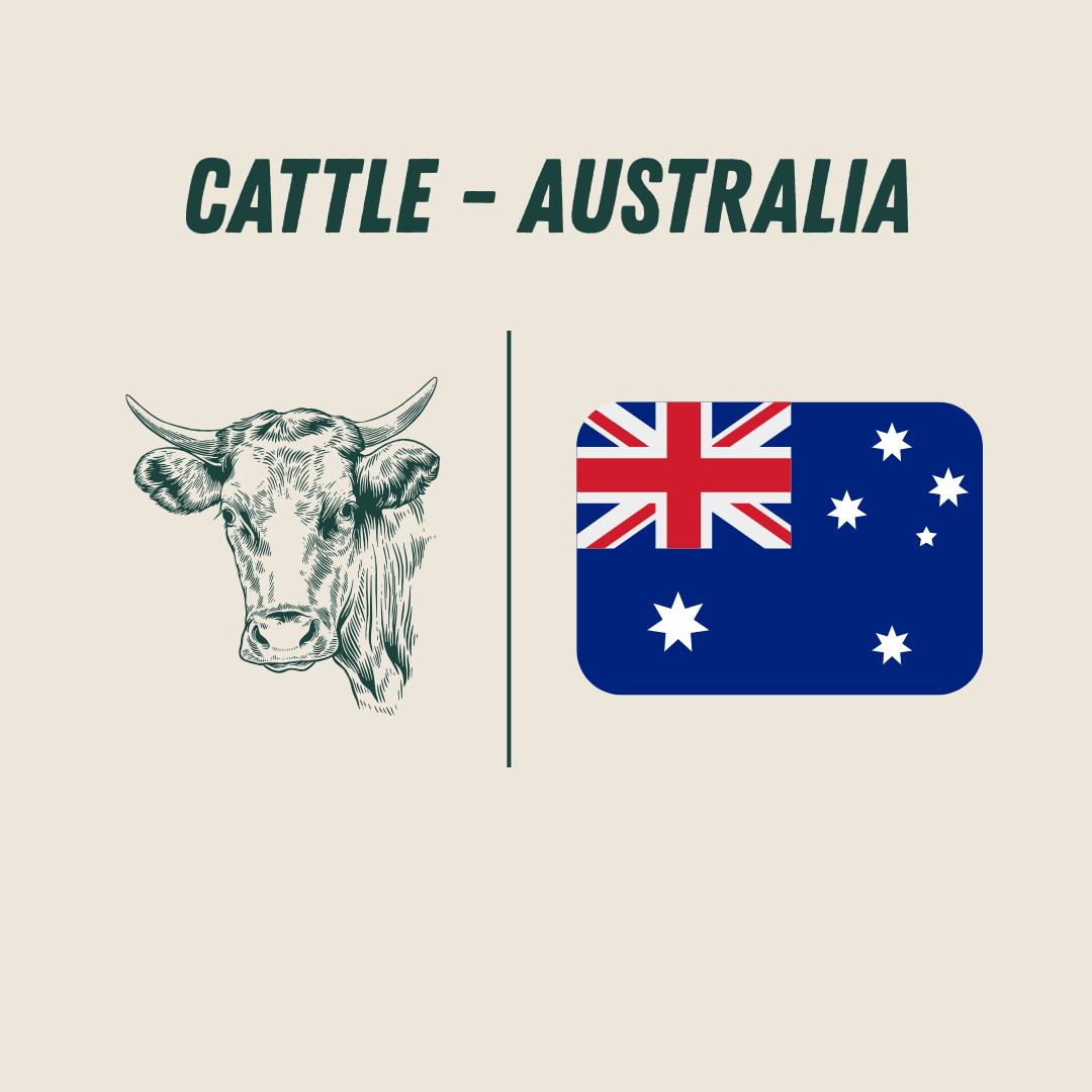 [Australia] - Cattle_0