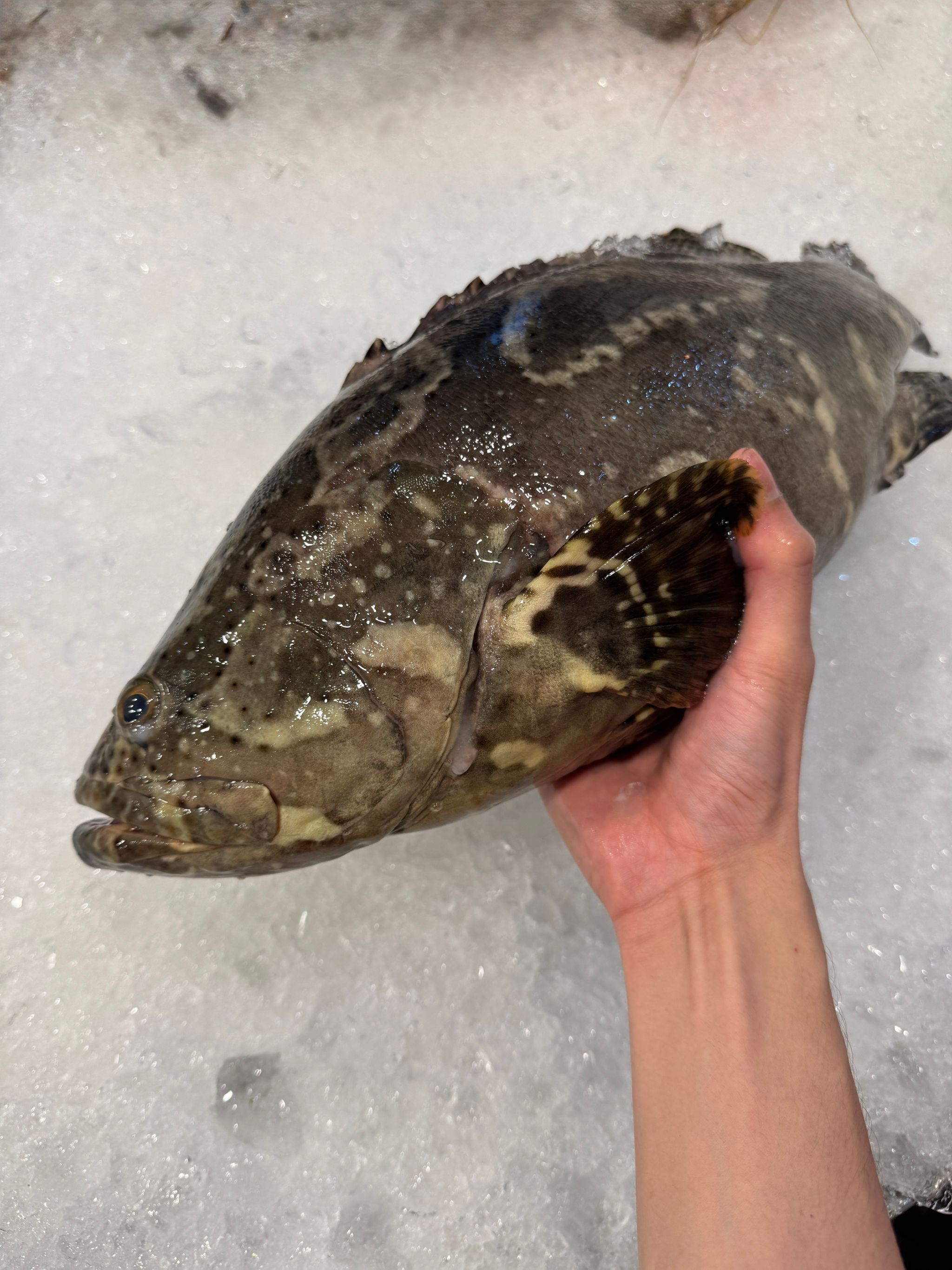 Tiger Grouper_0