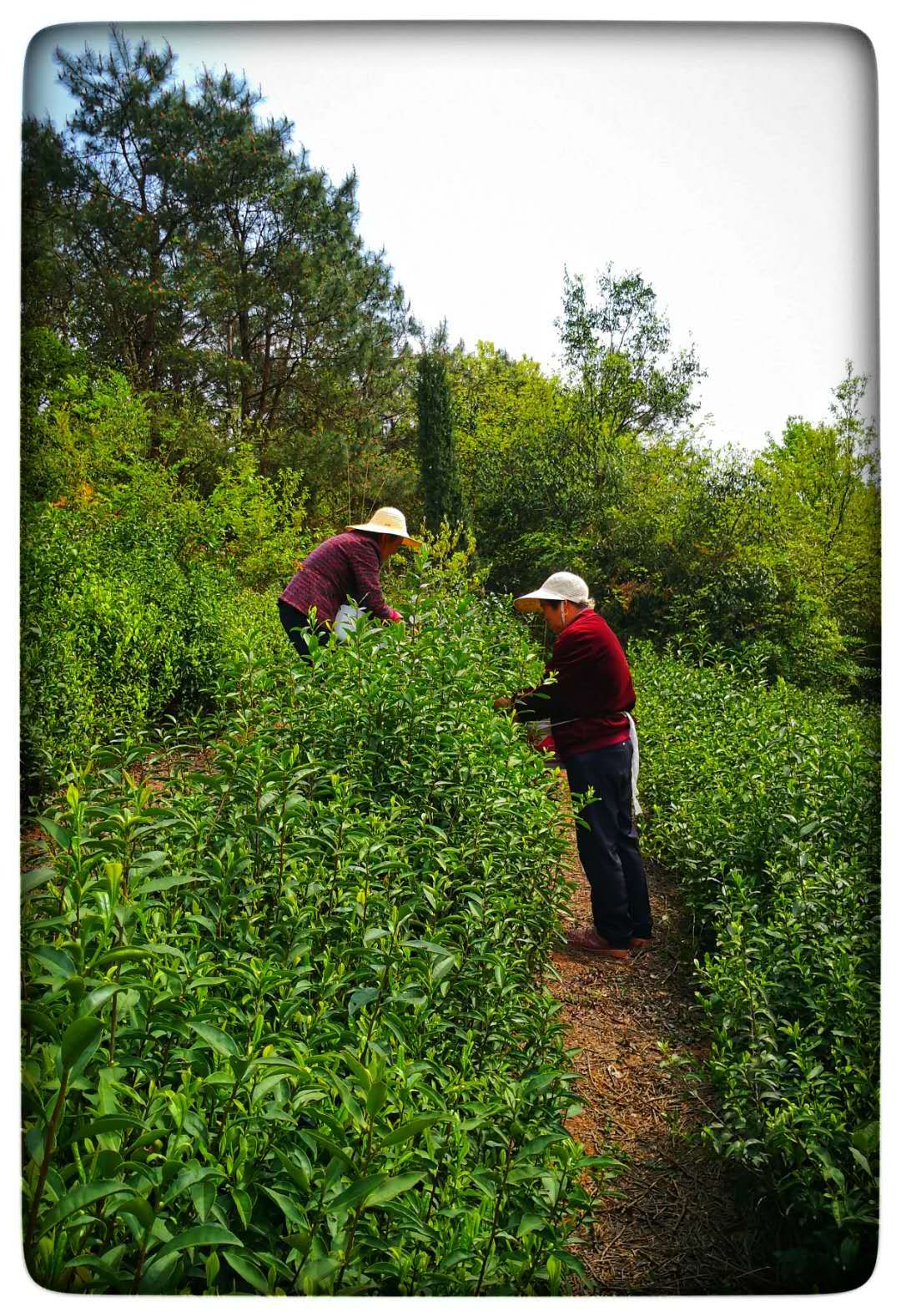 Green Tea organic fair trade Longjing (Dragon Well) 明前龍井(有機公平貿易)_6