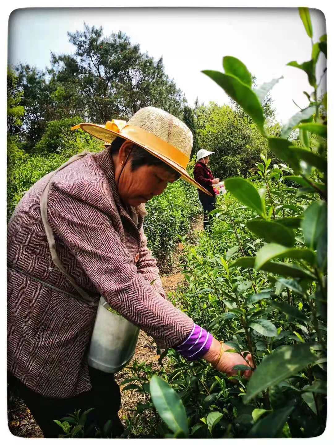 Green Tea organic fair trade Longjing (Dragon Well) 明前龍井(有機公平貿易)_5