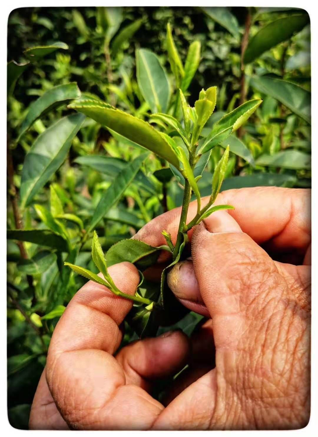 Green Tea organic fair trade Longjing (Dragon Well) 明前龍井(有機公平貿易)_4