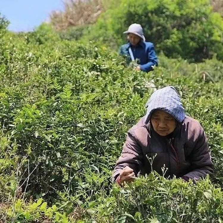 Green Tea Organic fair trade Heaven's Twig 婺綠仙枝 (有機公平貿易)_4