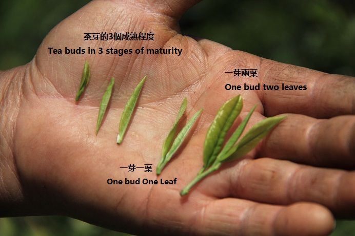 Green Tea Organic fair trade Wild Mountain 婺綠野山 (有機公平貿易) _1