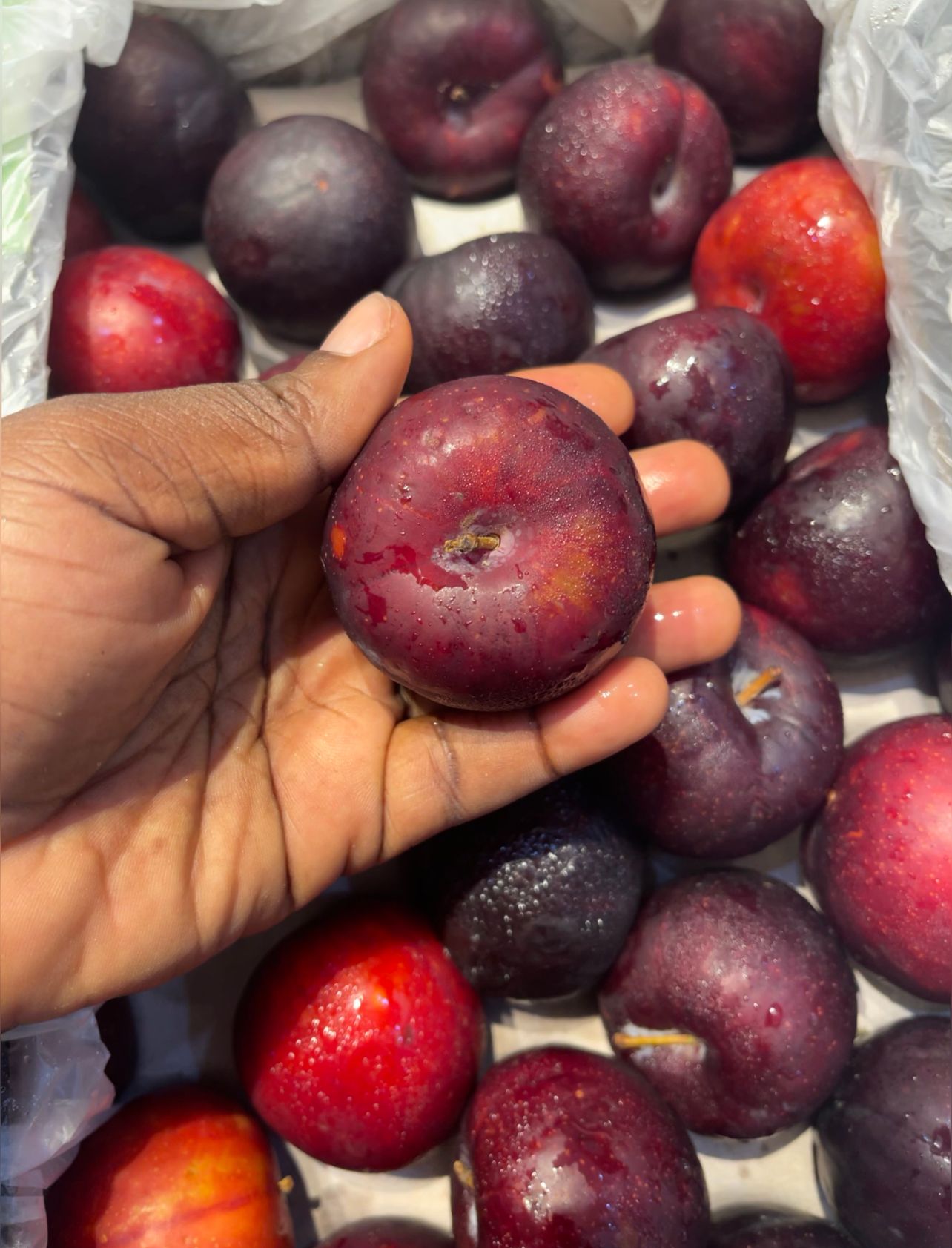 Plums 1pc_0