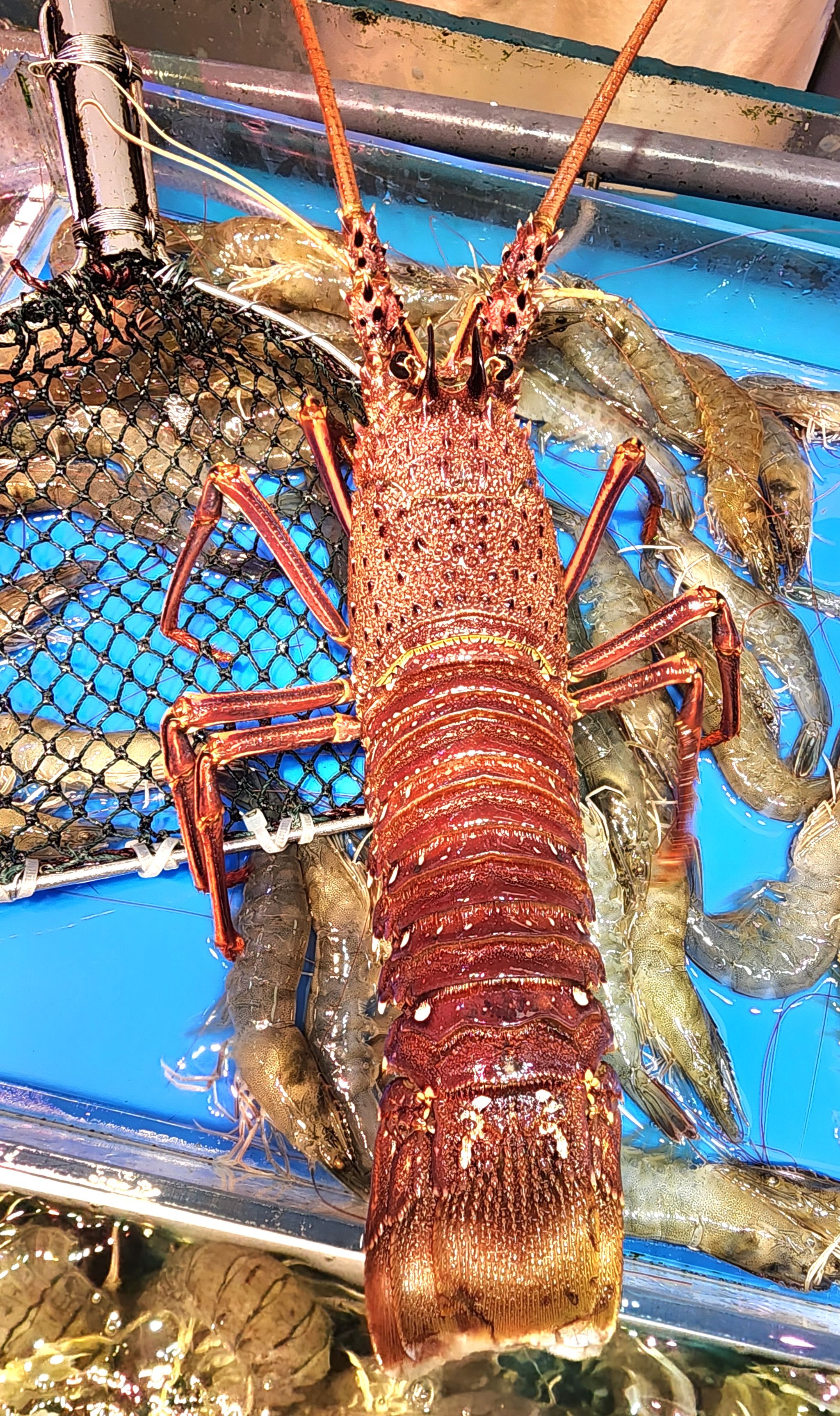 西澳龍蝦🦞（隻）（約14兩-1斤）_0