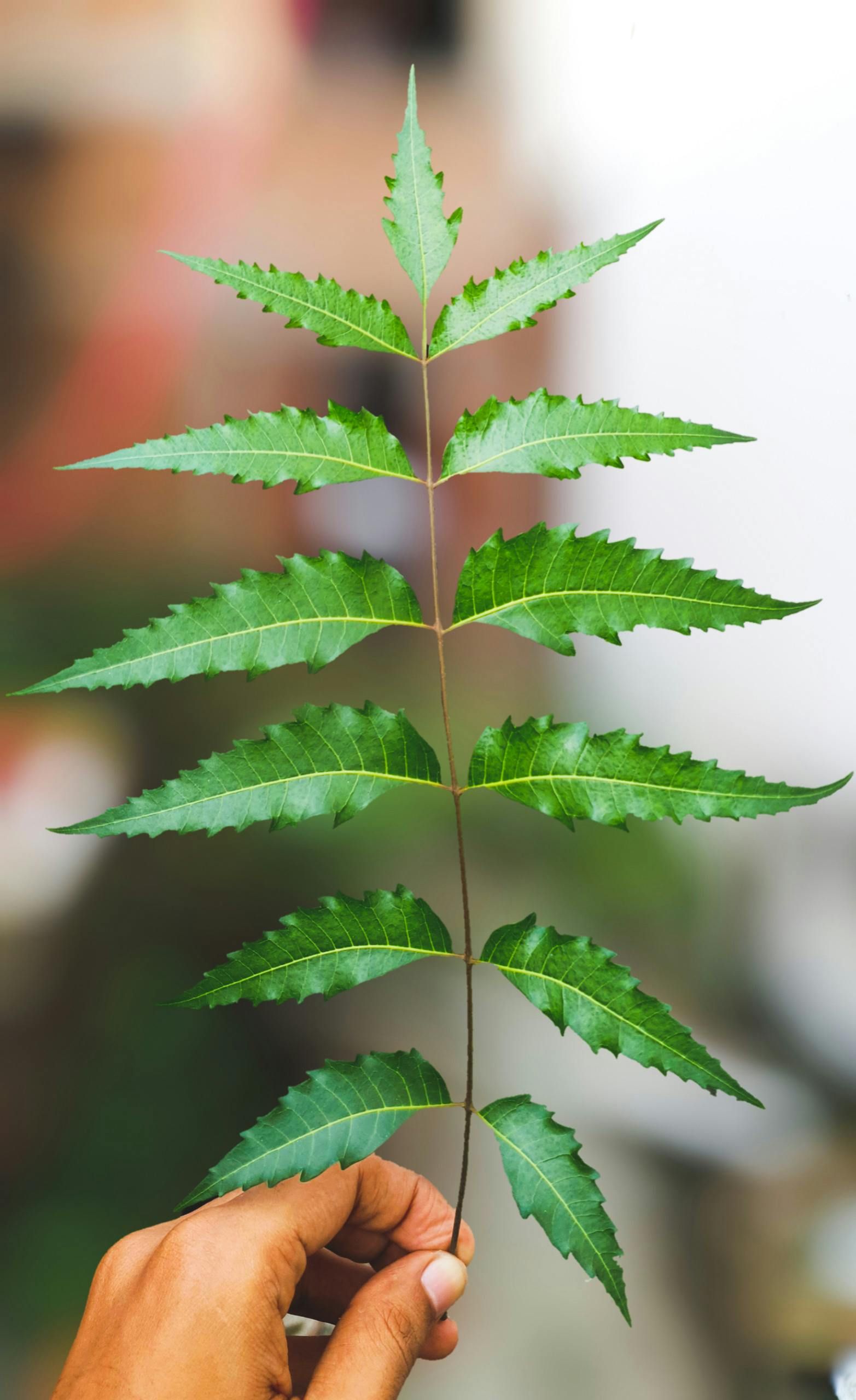 Neem Leaf Powder _2