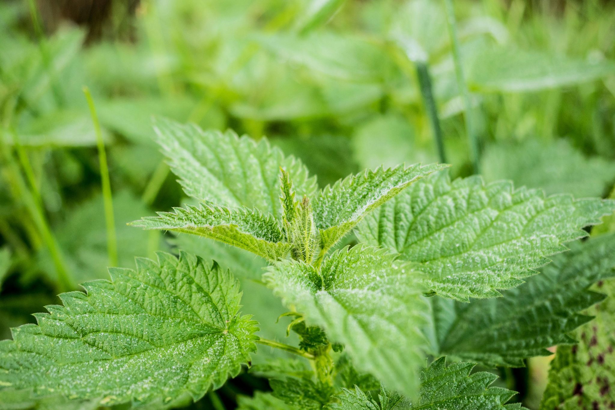 Stinging Nettle Leaf_0