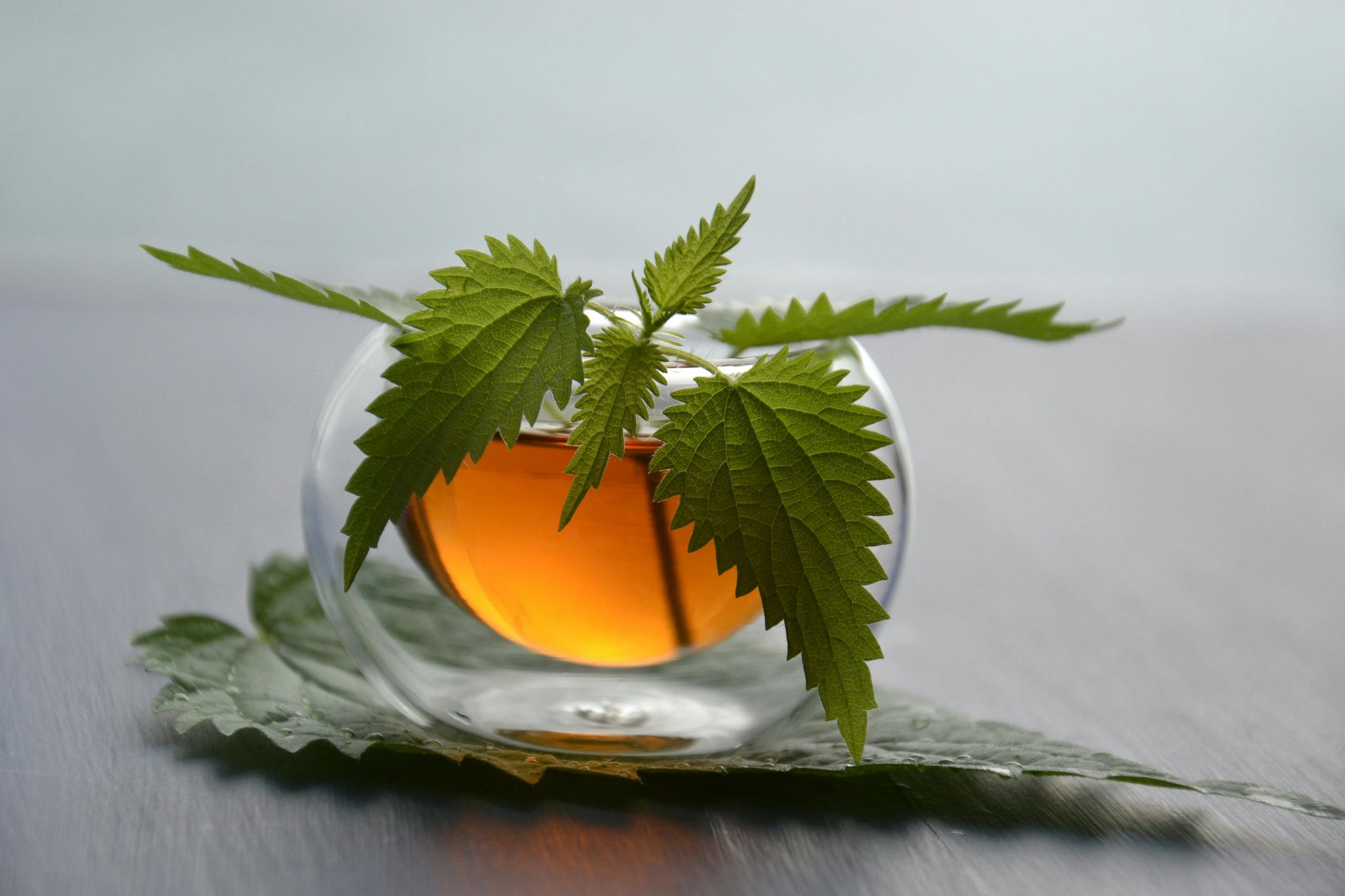 Stinging Nettle Leaf_3