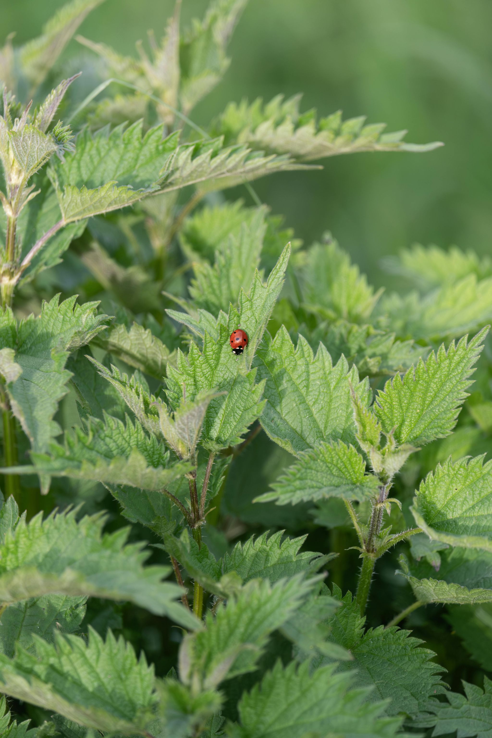 Stinging Nettle Leaf_2