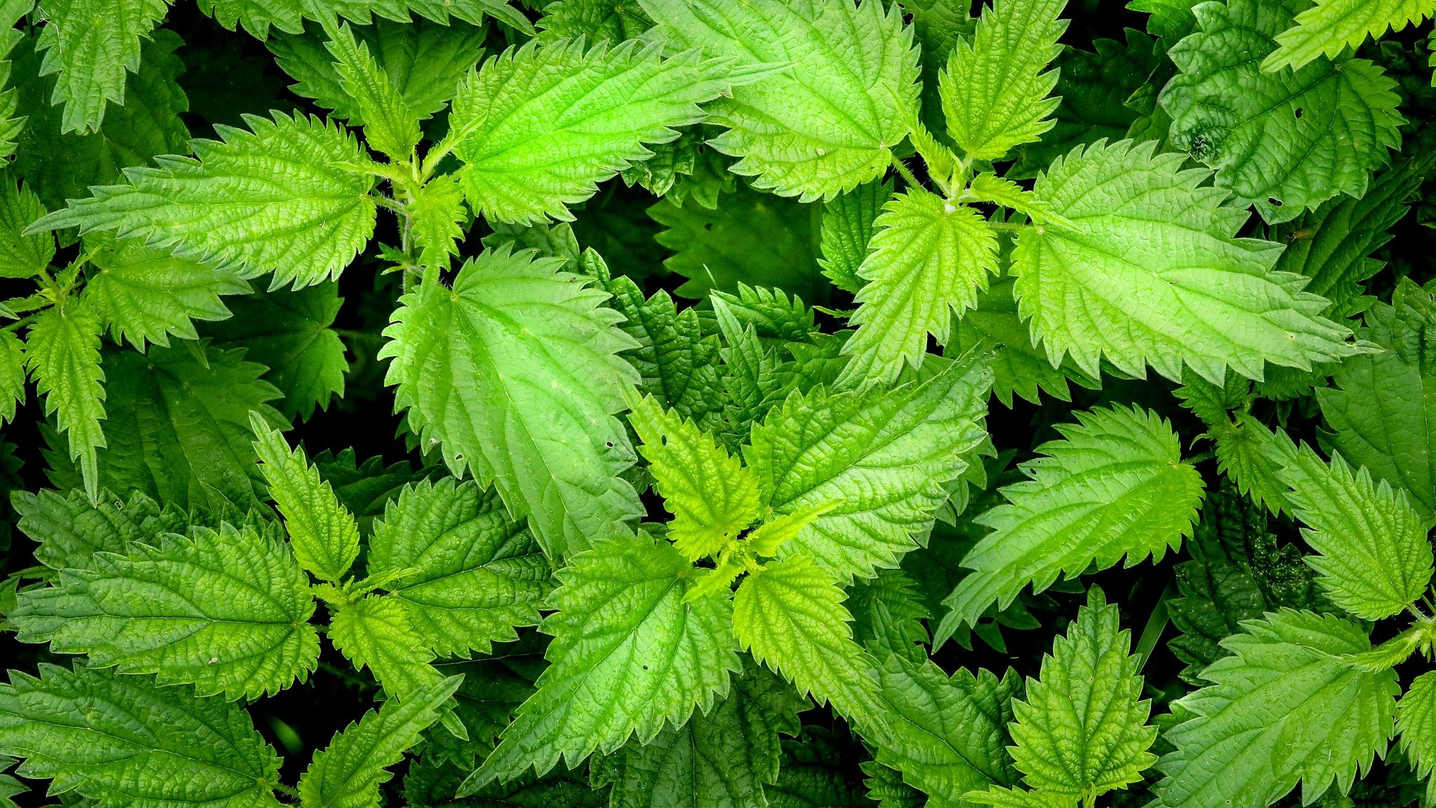 Stinging Nettle Leaf_1