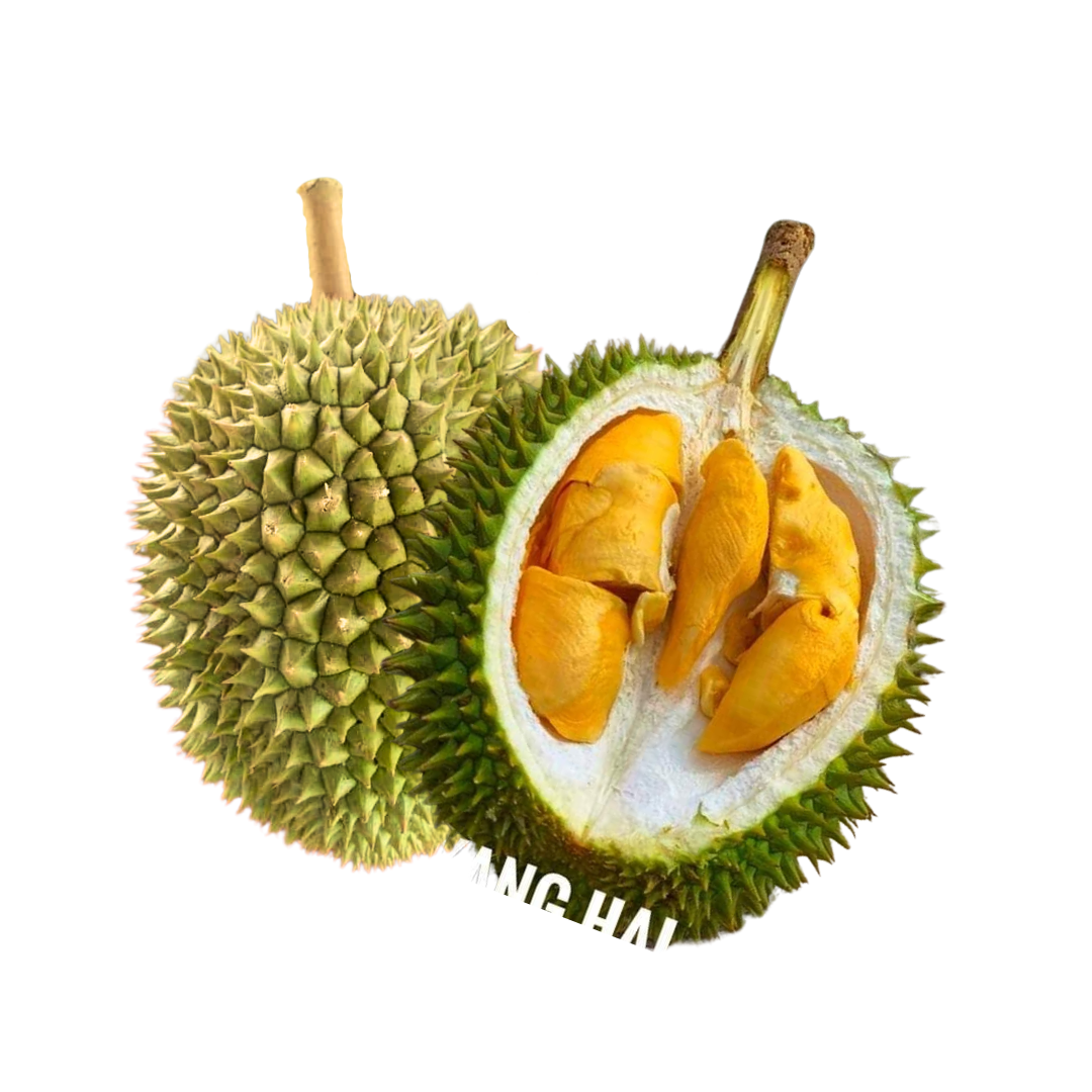 【D208】Creamy Sweet Kang Hai Durian_1
