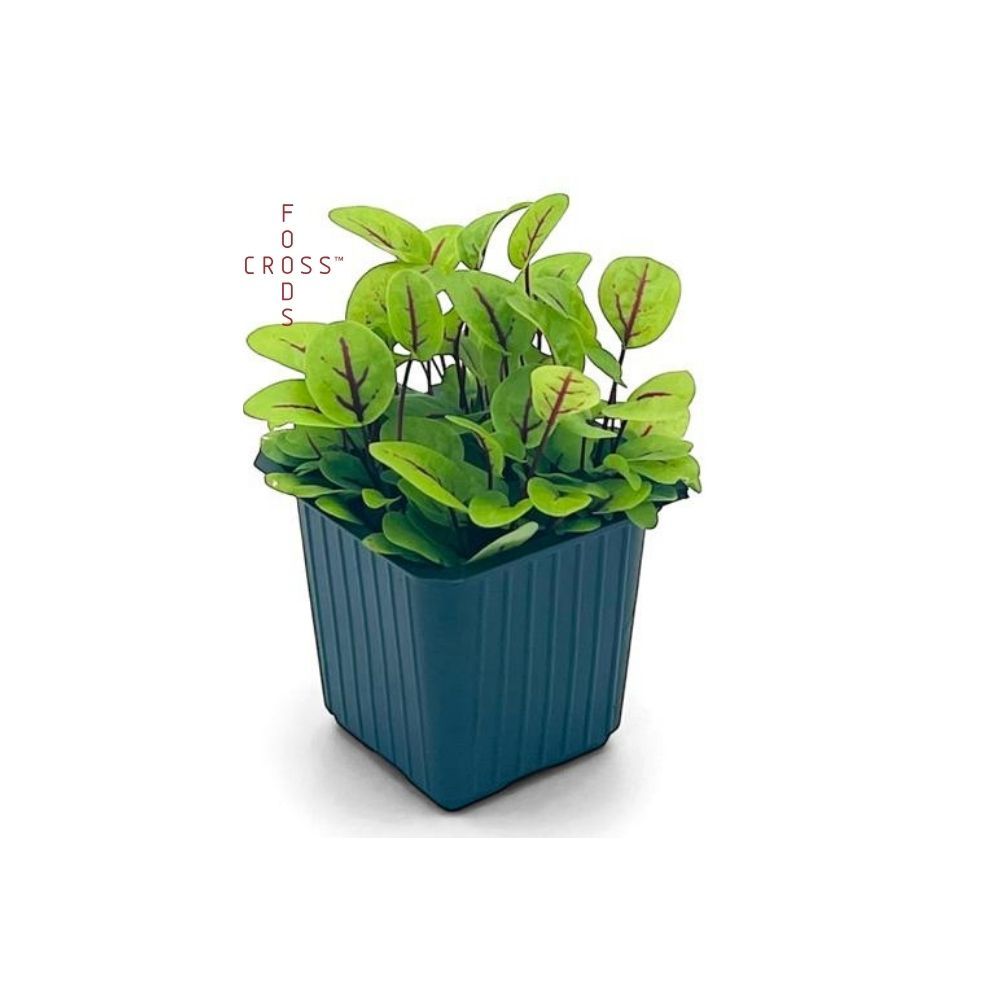 ΚΟΚΚΙΝΗ ΟΞΑΛΙΔΑ (Red Sorrel) ΒΙΟ_2