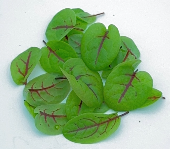 ΚΟΚΚΙΝΗ ΟΞΑΛΙΔΑ (Red Sorrel) ΒΙΟ_0