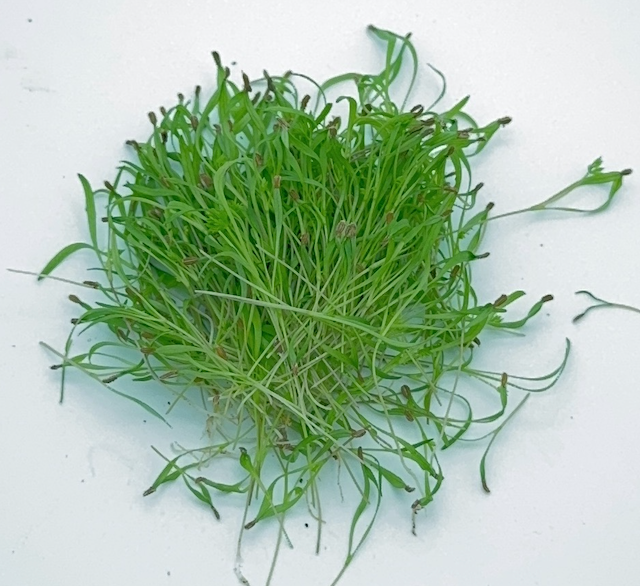 ΚΑΡΟΤΟ (Carrot) BIO_0