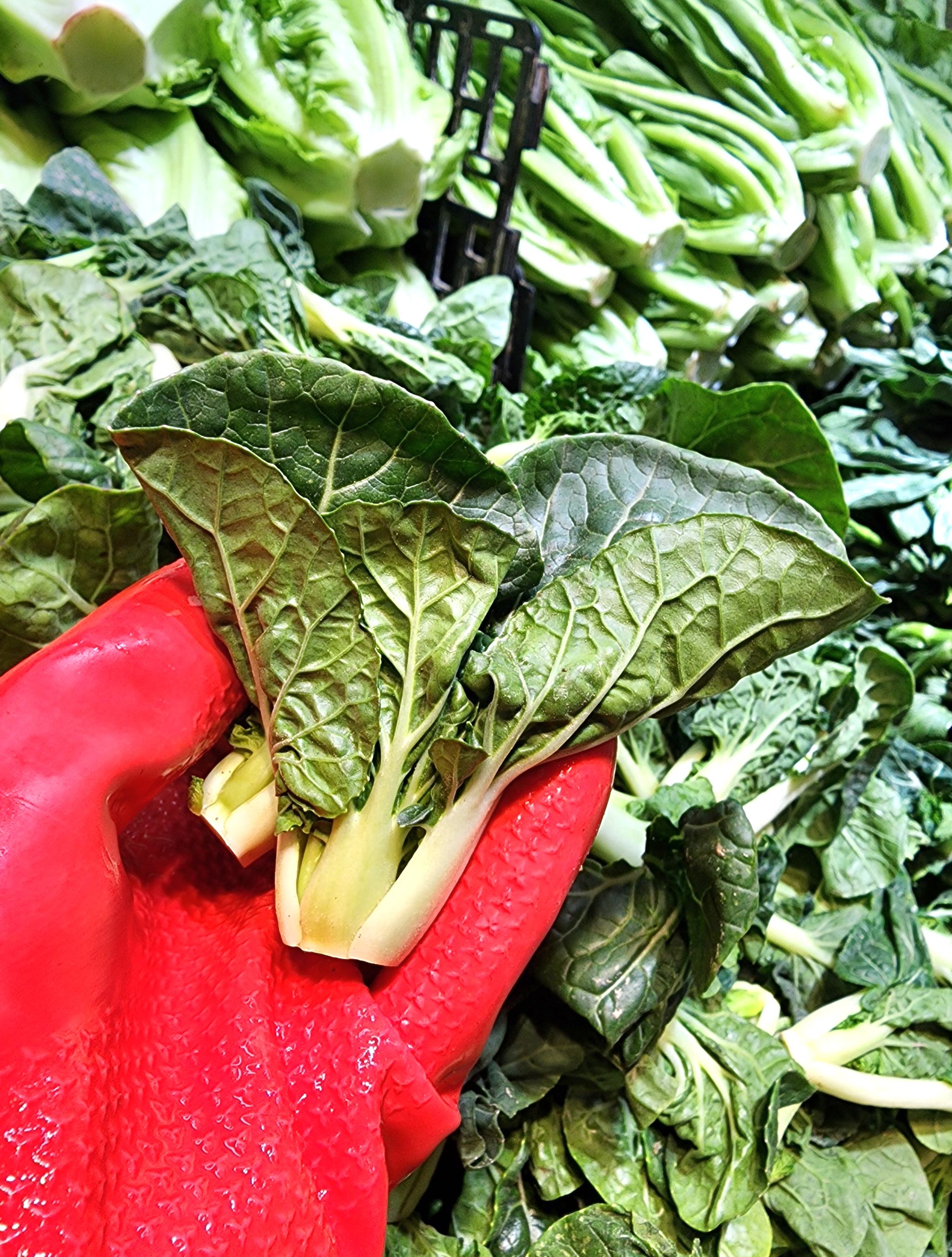 白菜仔🥦（斤）_0