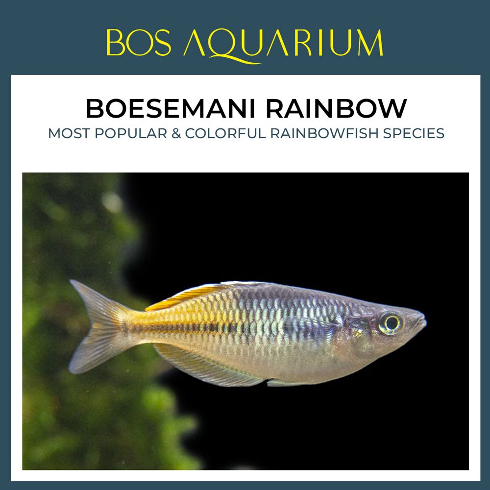 Boesemani Rainbow  波西曼彩虹鱼_0