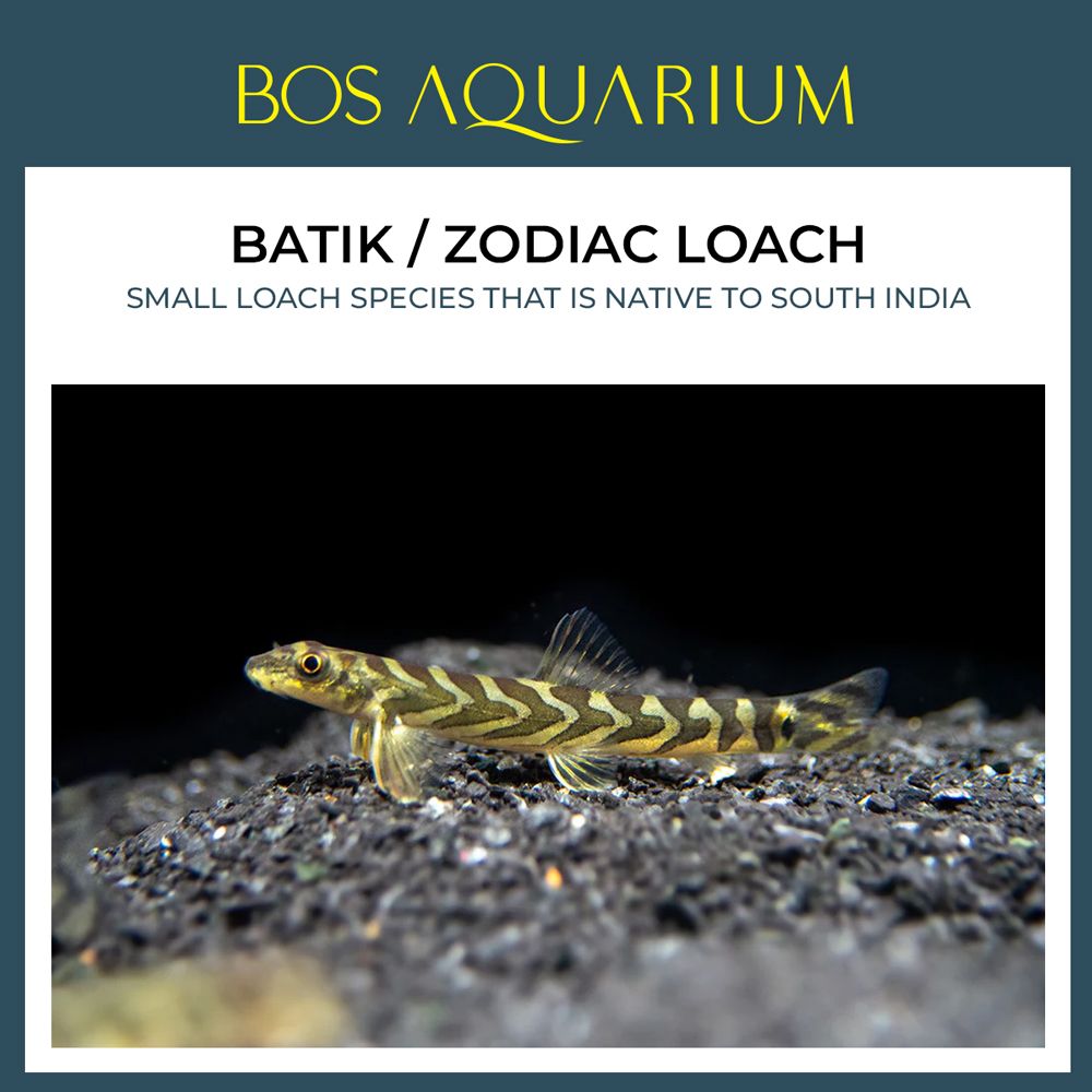 Batik / Zodiac Loach 星座斑马鱼_0