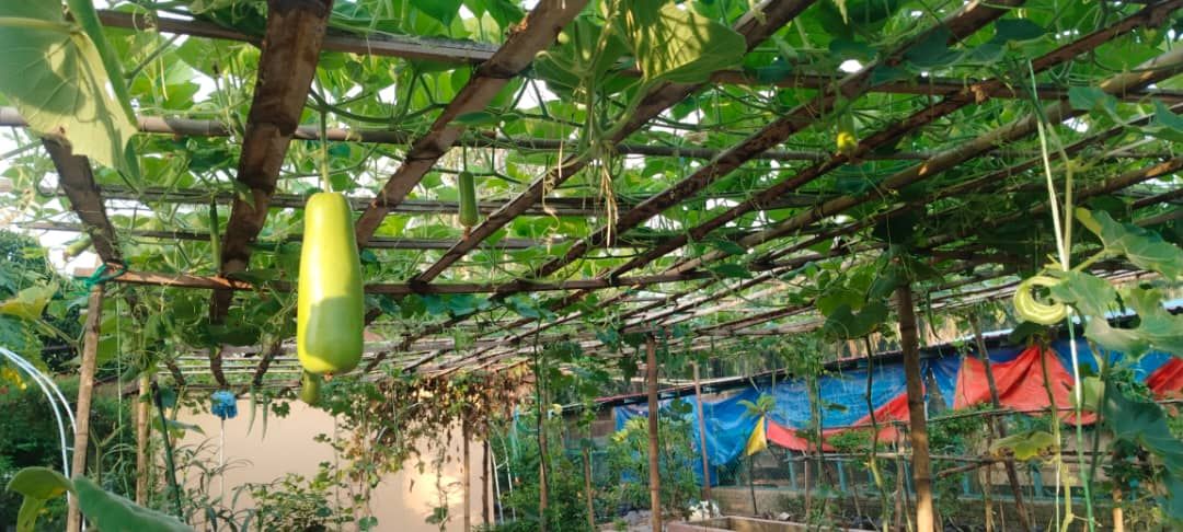 Organic vegetables_0