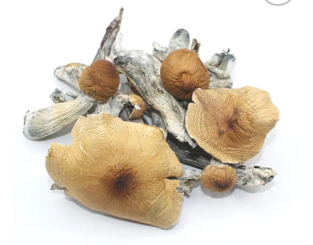 Koh Samui Dried Magic Mushrooms 14g_0