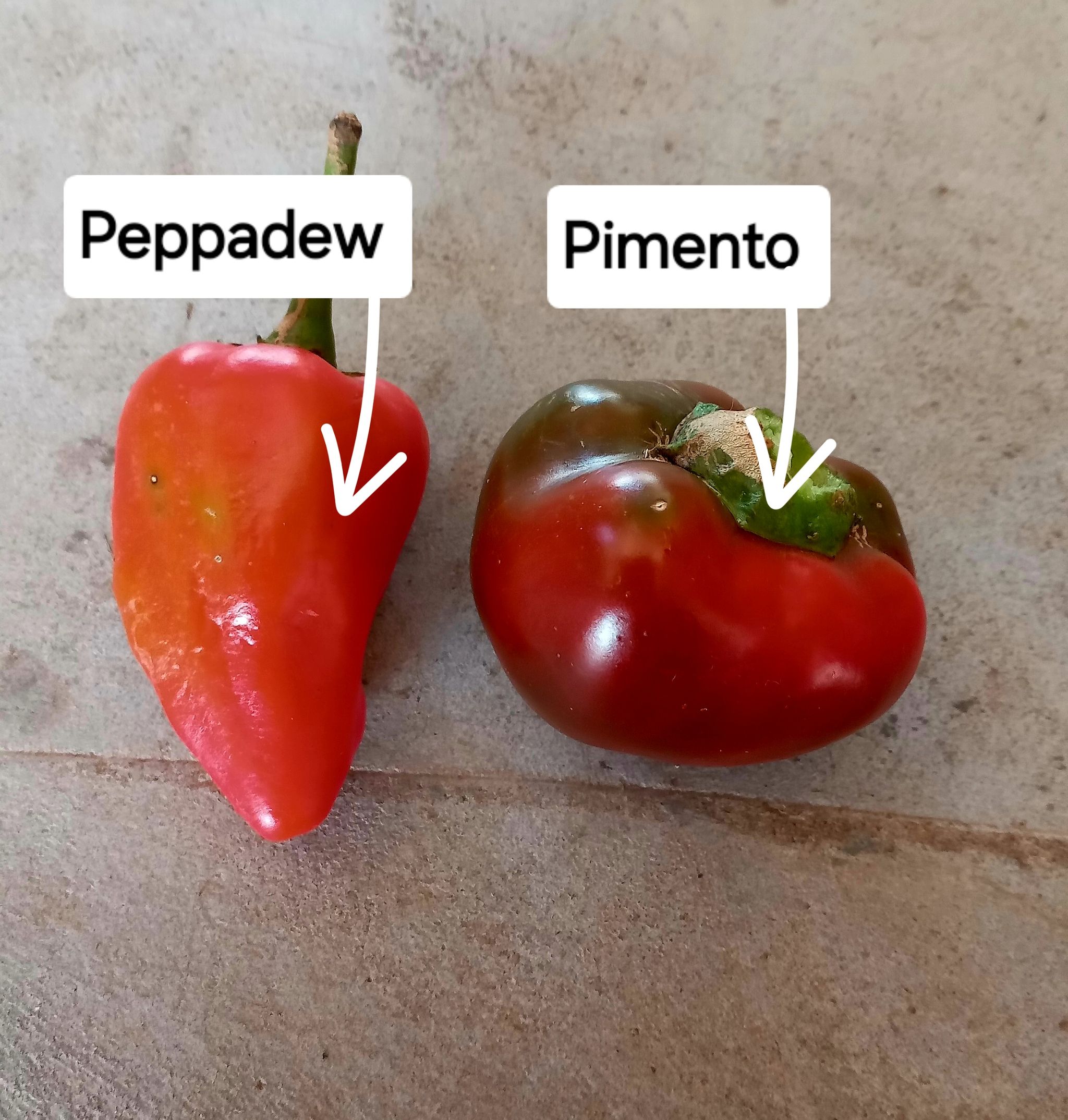 🌶PIMENTO CHERRY PEPPER🌶 x 5 seeds _1