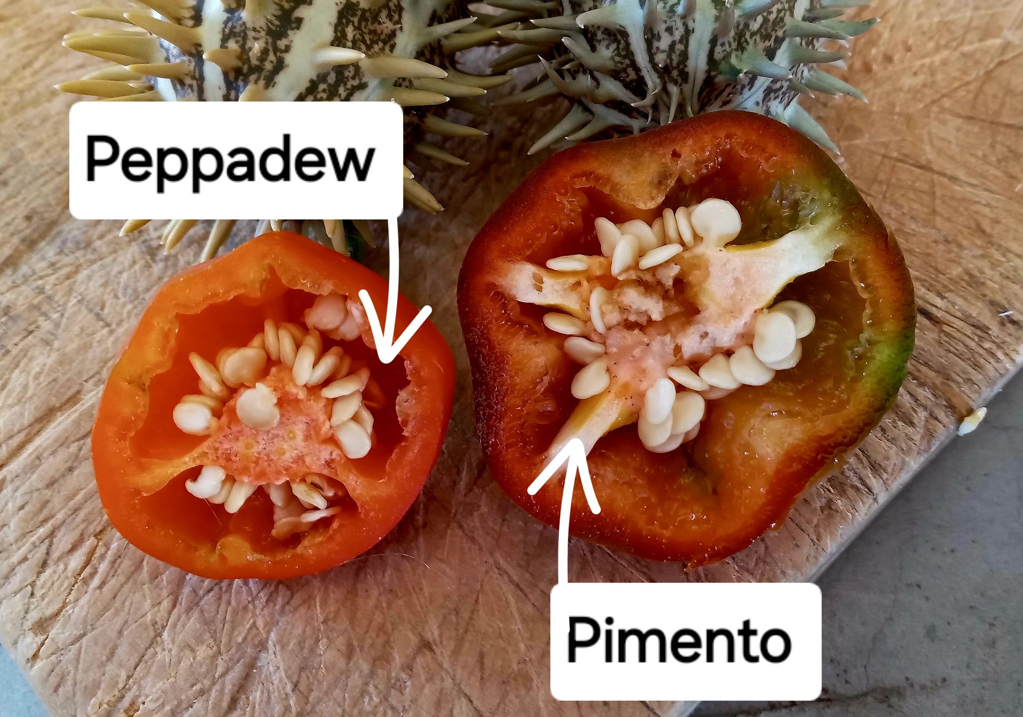 🌶PIMENTO CHERRY PEPPER🌶 x 5 seeds _2