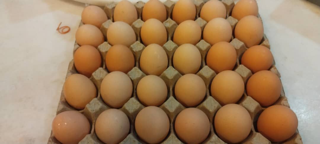 Free range RIR eggs_0