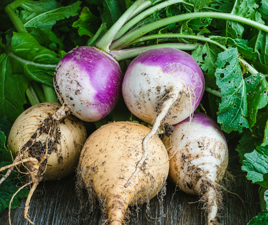 Turnip. Per Bunch_0