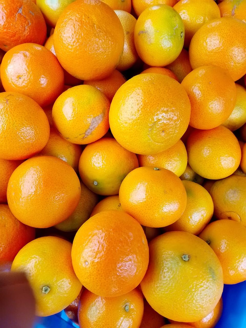 Pixie Oranges.(Approx. 9Pcs) Per Kg_0