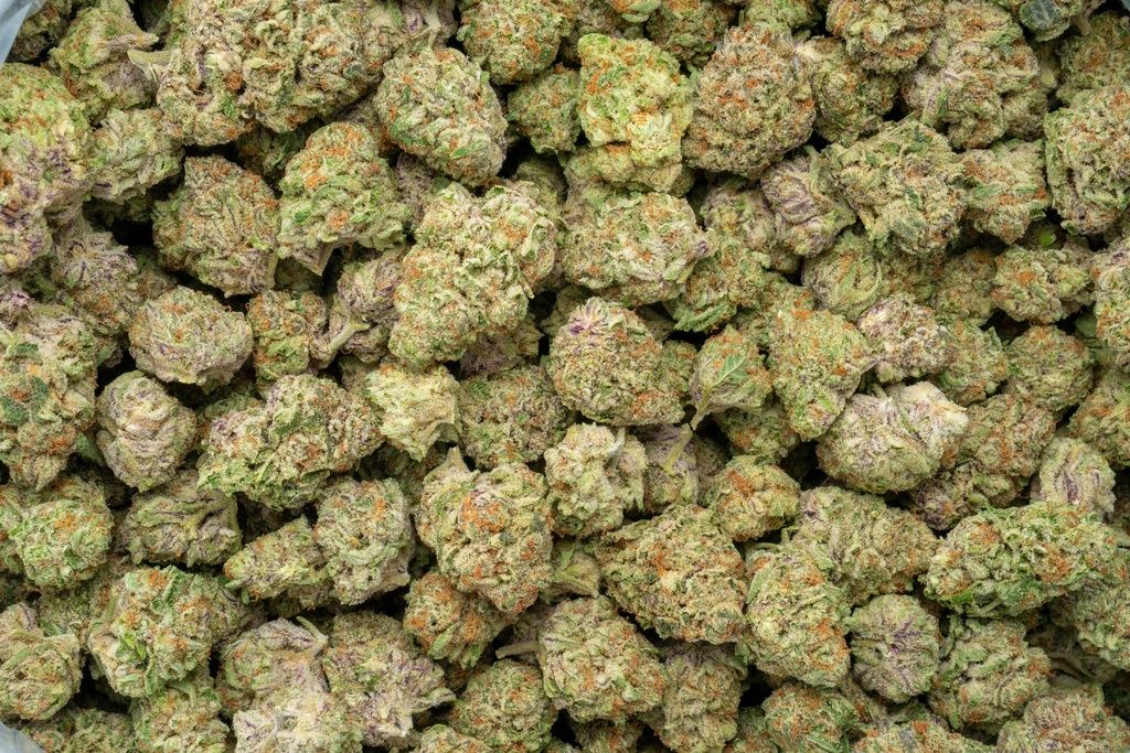 Purple Milk Indoor_0