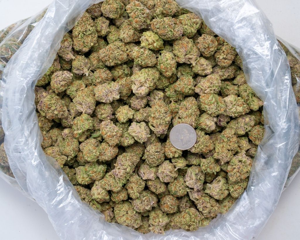Purple Milk Indoor_1