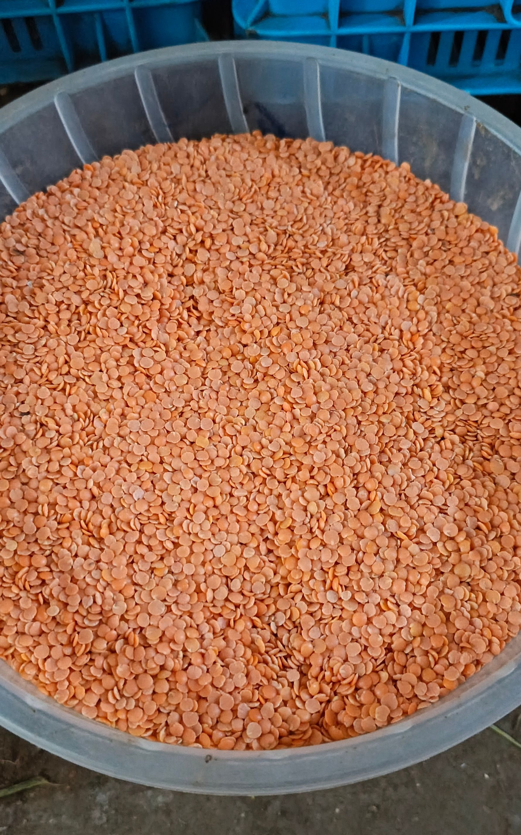 Red lentils (kamande) _0