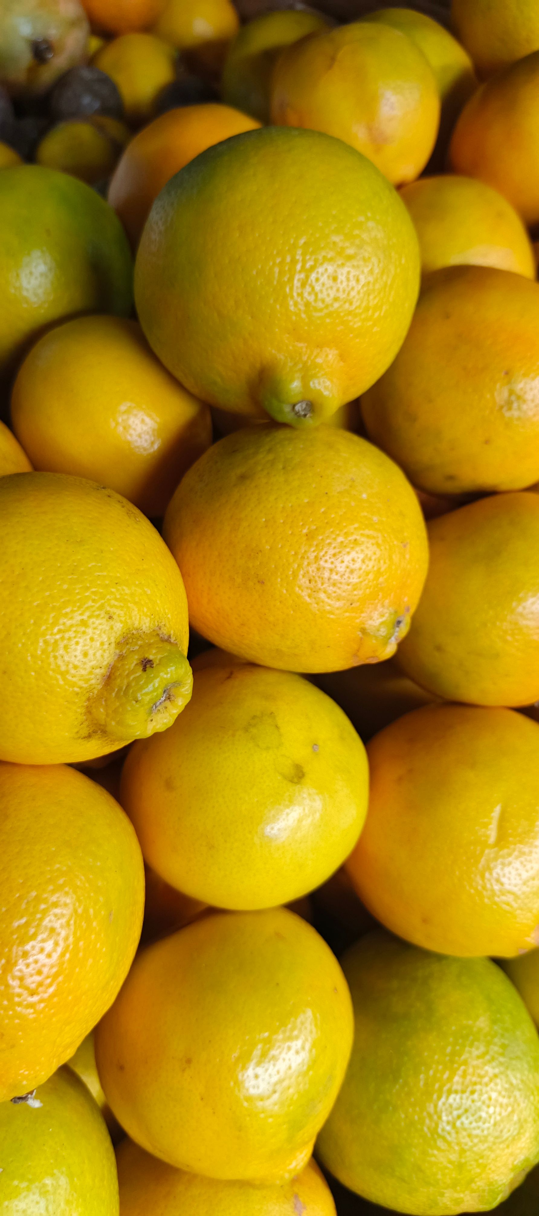 Minora Oranges.(Approx 7Pcs) Per Kg_0