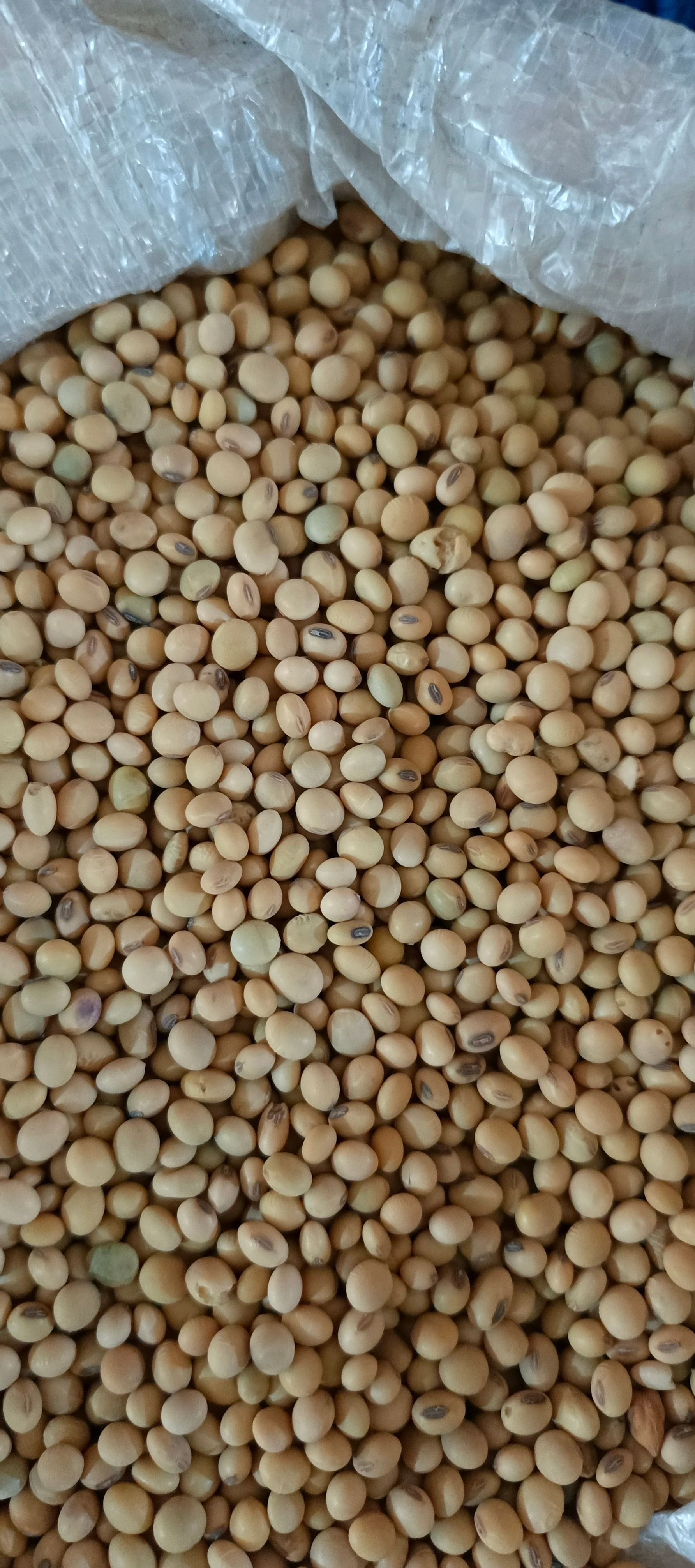 Soya Beans_0
