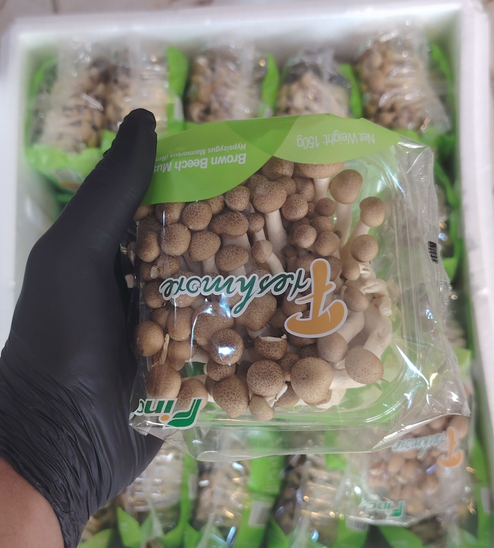  فطر صيني ابيض_0