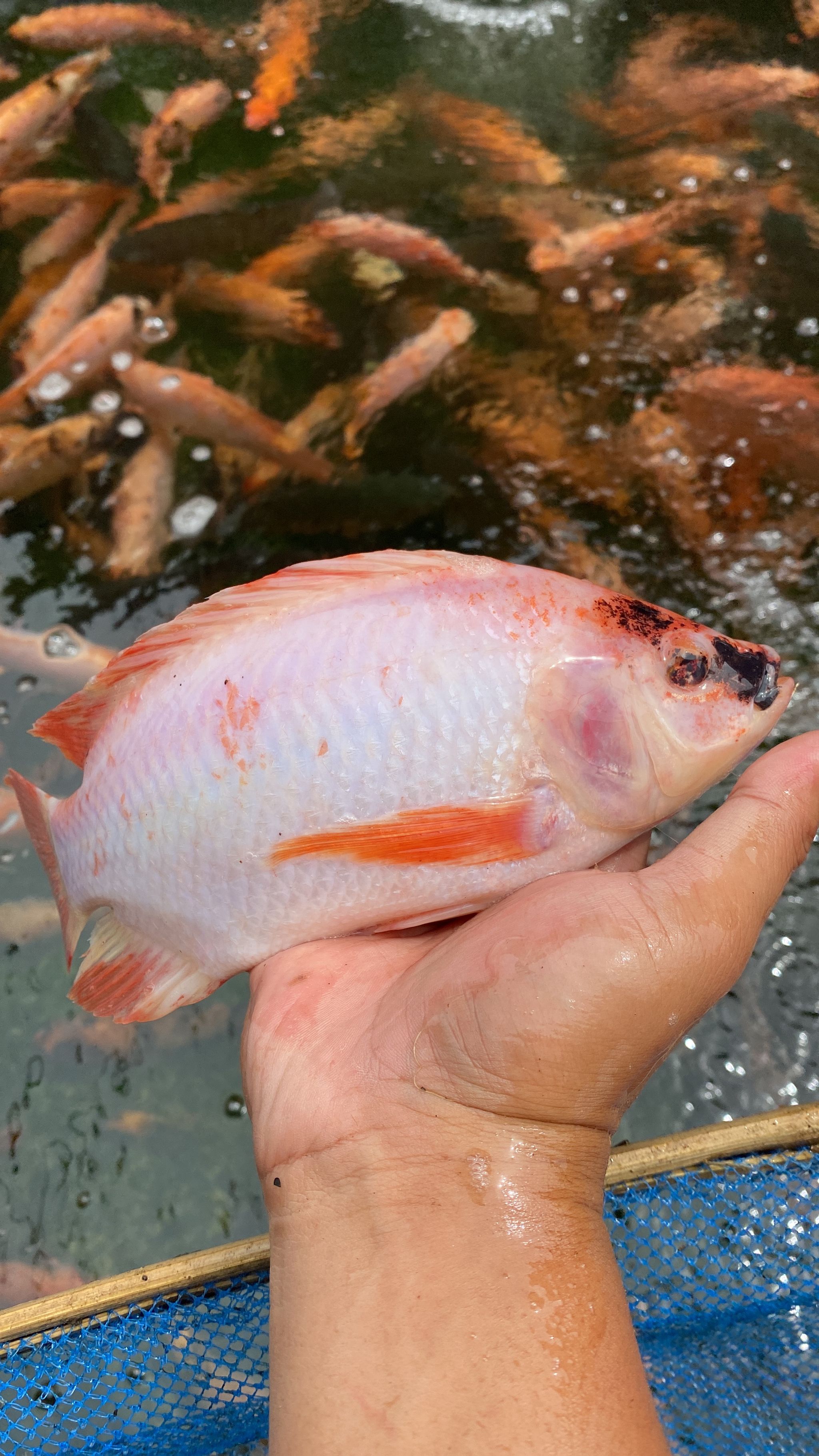 Nila Konsumsi 12345 /kg_0