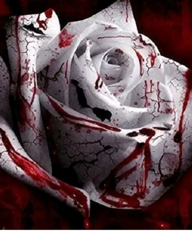 Blood Rose Seeds (Non- GMO)_0