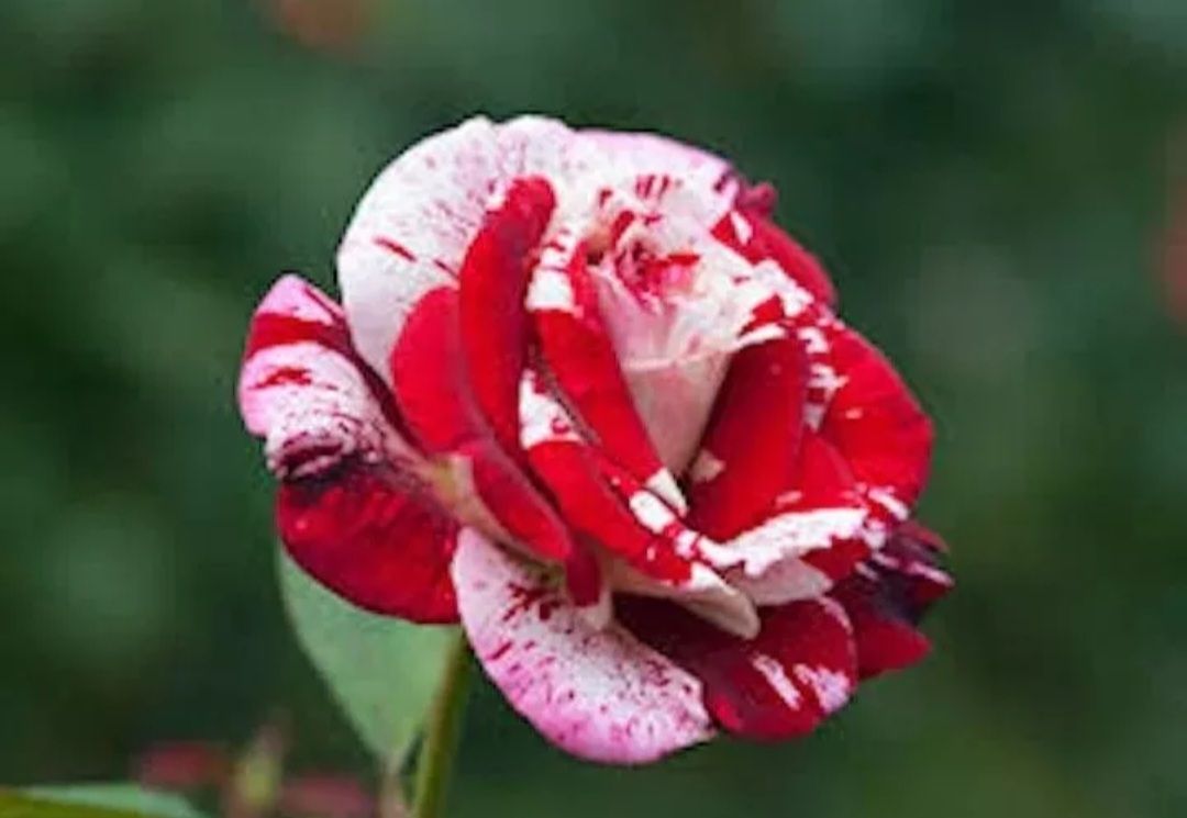 Blood Rose Seeds (Non- GMO)_1
