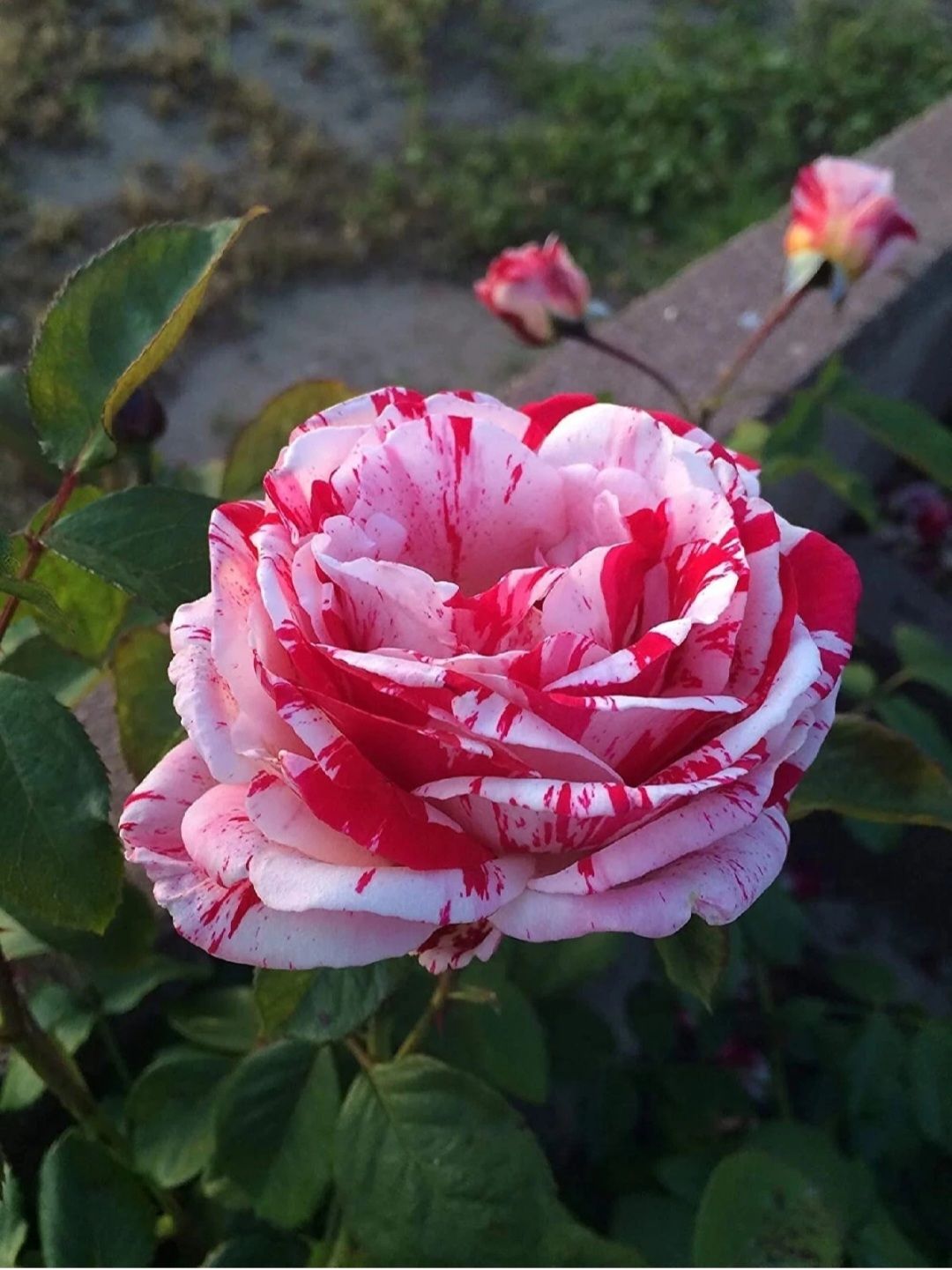 Blood Rose Seeds (Non- GMO)_2