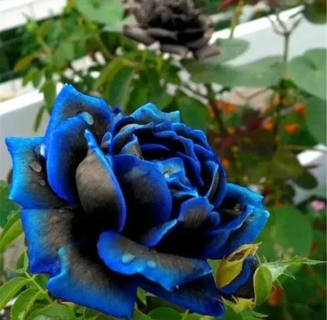 Exotic Dark Blue and Black Rose Seeds_0