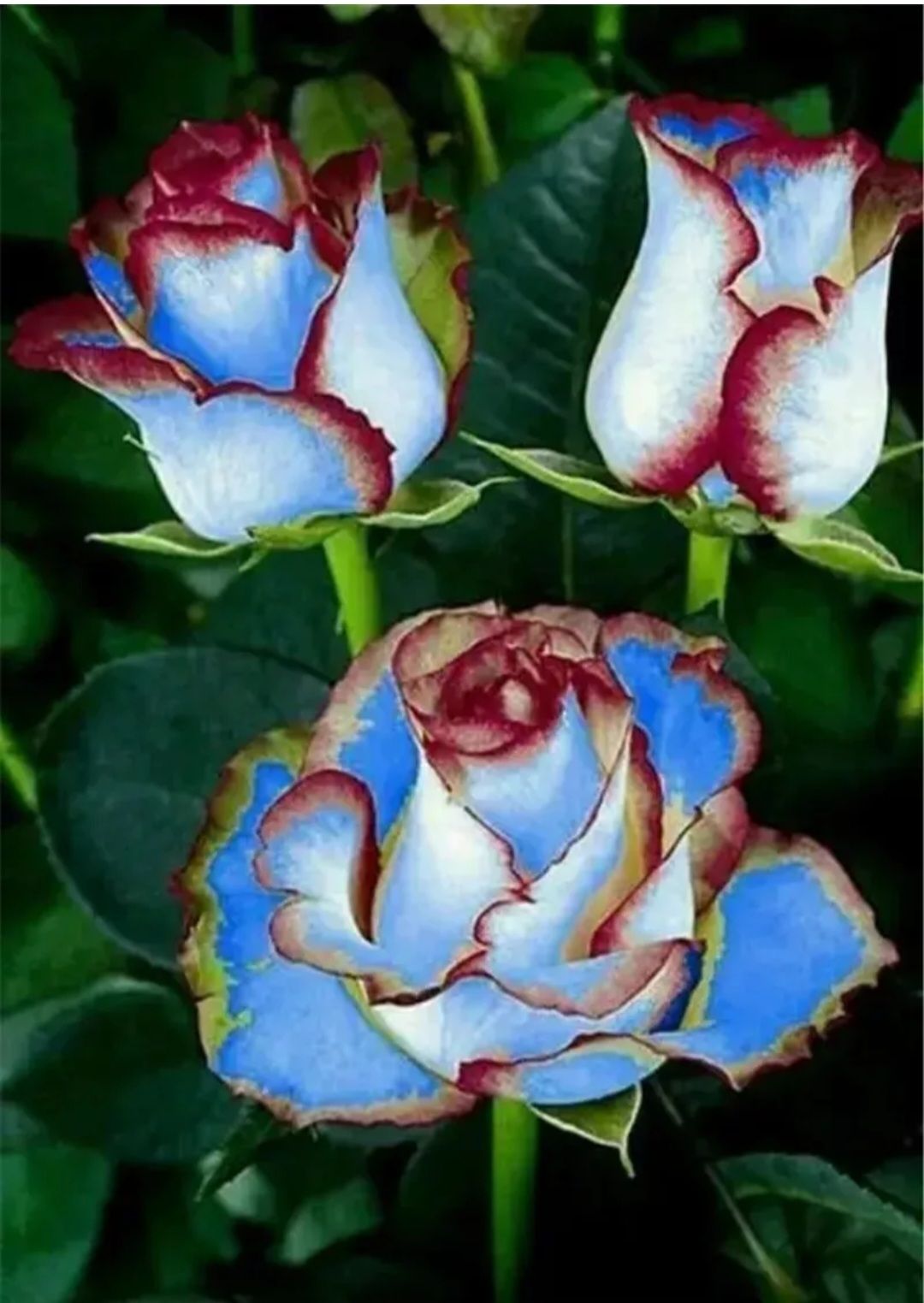 Light Blue & Maroon Red Rose Seeds ( Non- GMO)_0